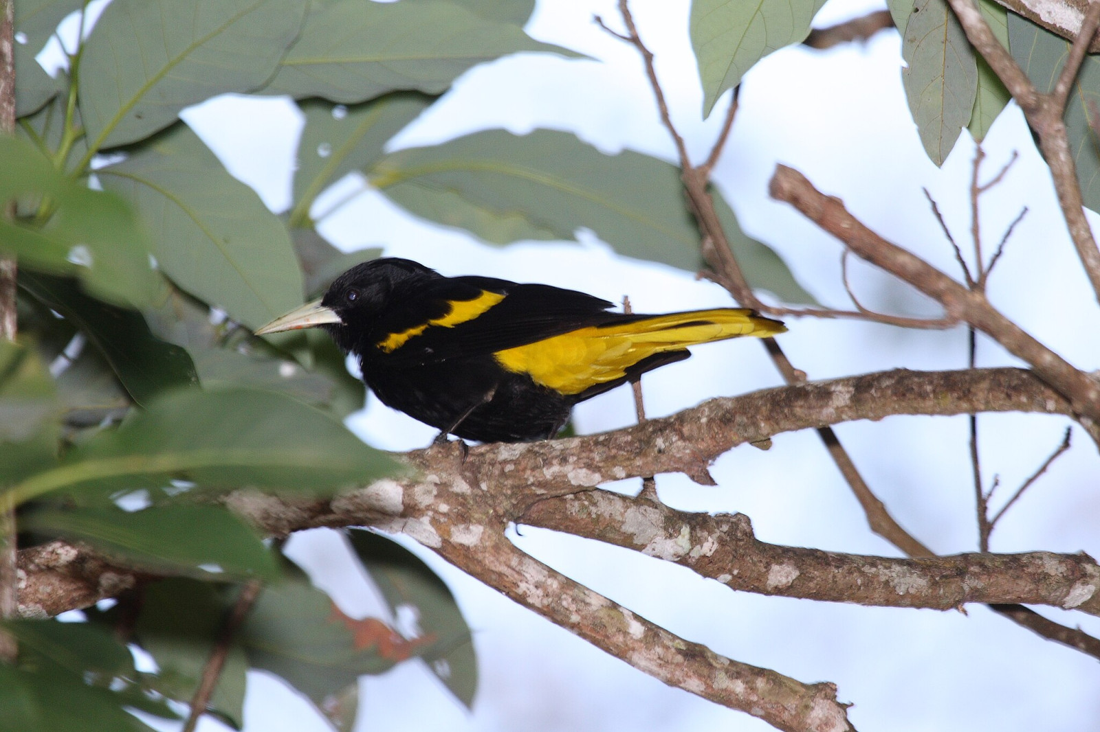 image Yellow-winged Cacique